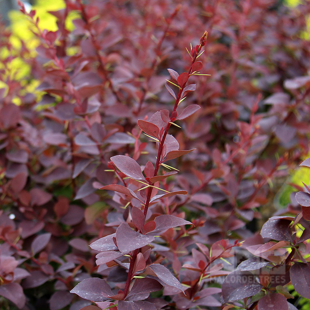 wupewlud4cka6cwint84abzv89lq3q0e